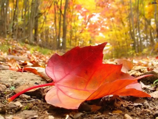 الأرصاد الجوية تكشف توقعاتها لفصل الخريف