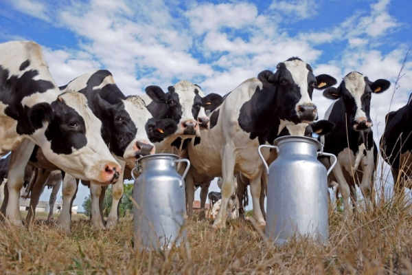 الصوالحة يوضح : انخفاض انتاج الحليب بسبب الجهد الحراري .. ومنع استيراد الابقار قرار صائب