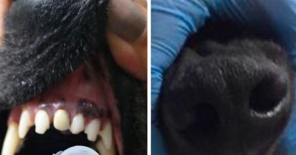 نجاح أول عملية زرع أسنان لكلب في لبنان