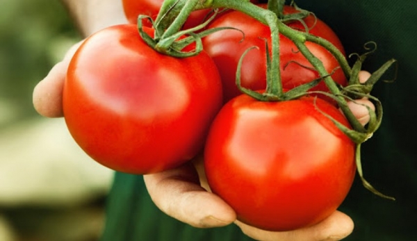 تعرف على الفوائد الرائعة لتناول الطماطم