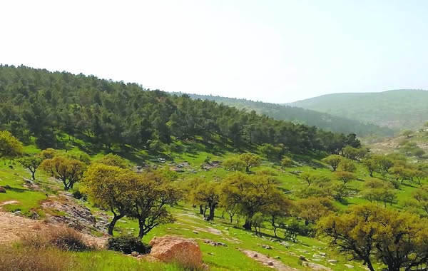 زراعة الزرقاء: لا أضرار في غابات العالوك جراء حريق الأعشاب