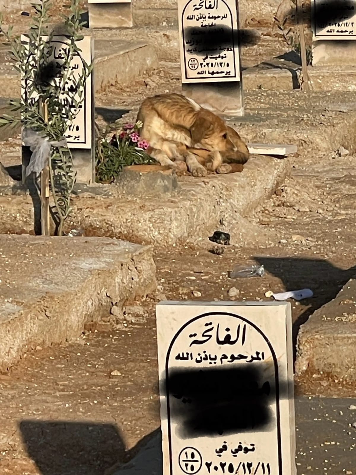 كلاب ضالة تنتهك حرمة مقبرة سحاب الإسلامية… مشاهد صادمة .. صور