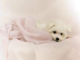 إجبار كلب في أمريكا على التقيؤ بعد التهامه مبلغ ألف دولار