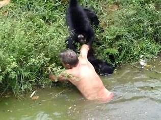 قرود تؤدب سكيرًا اقتحم خلوتها بحديقة حيوانات  شاهدوا فيديو 