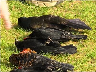 سقوط ‮٠٠٠٥ ‬طائر أسود بدون سبب من السماء‮ يثير الذعر شاهدوا الصور الفيديو 