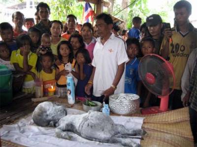 بقرة تلد صغيراً برأس طفل وجسم حيوان تثير الذعر في تايلند