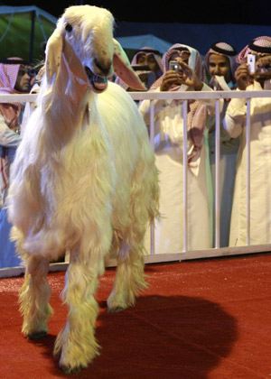 أجمل ماعز تشغل السعودية عن الفيلم المسىء للرسول