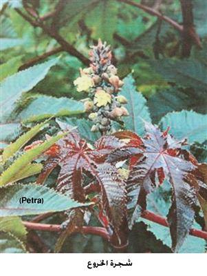 تسمم 3 أطفال في إربد ببذور الخروع