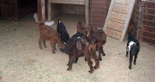 ولادة ماعز بستة ارجل وفكين ولسانين في الطفيلة