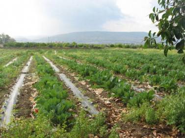 زراعة وادي الاردن تحذر المزارعين من خطر تشكل الصقيع