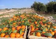 مزارعو الحمضيات في الغور الشمالي يغلقون الطريق إلى عمان