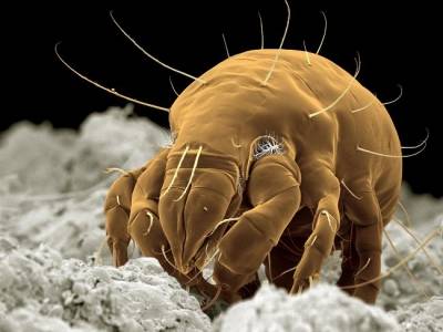 ما قصة الحشرات الهندية في ميناء العقبة !