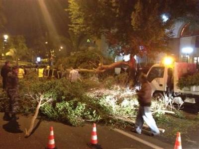 الرياح تسقط شجرة بوسط شارع في العقبة