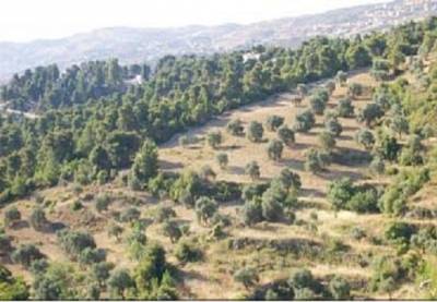 الزراعة تعرض امهات الزيتون المعمرة للبيع في مزاد علني