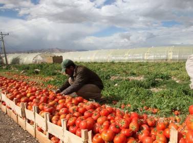 انتشار حفارة البندورة في الأغوار الجنوبية