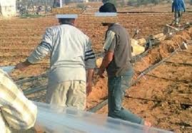 تشكيل لجنة لدراسة ملف العمالة الوافدة في القطاع الزراعي