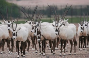 اكتشاف أكبر مصائد الغزلان الصحراوية الاثرية في الازرق