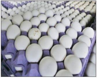 المولات تخالف تحديد سعر بيض المائدة