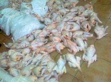 إتلاف طن دجاج مجمد في استهلاكية وادي موسى المدنية لعدم صلاحيته للاستهلاك البشري