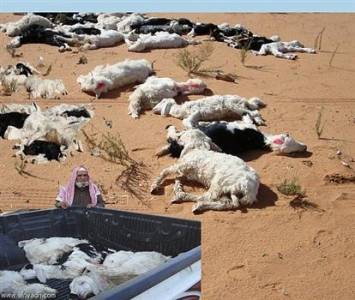 نفوق 85 راسا من الماشية في الاغوار بسبب غياب الرعاية الصحية