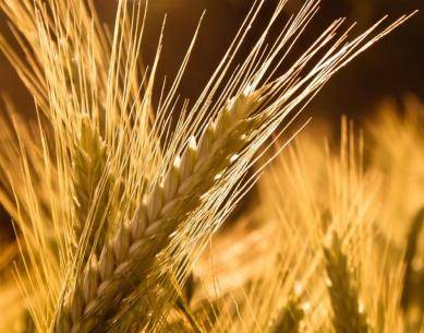 الأردن يطرح مناقصة لشراء 100 ألف طن من القمح