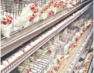 10 انخفاض أسعار دجاج النتافات وبيض المائدة