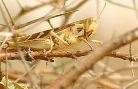 ظهور جديد لأسراب من الجراد في العقبة