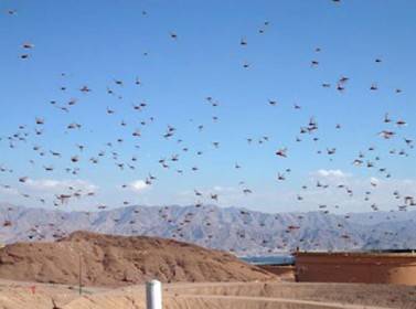 معان : ظهور جديد لأسراب من الجراد الصحراوي في المدورة