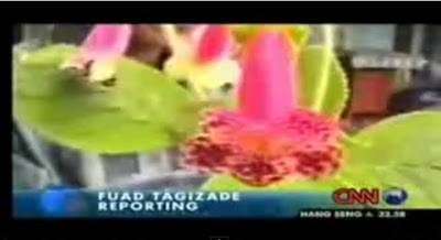 «زهور الأذان» معجزة ربانية تتفتح لدى سماعها صوت الأذان وتغلق لدى انتهائه .. فيديو