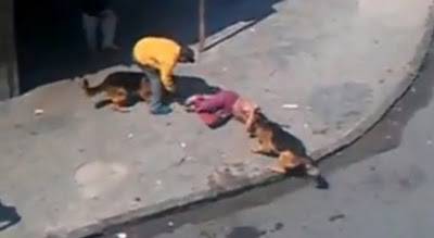 كلبان يفترسان شخص في واضح النهار بالدار البيضاء .. فيديو صادم