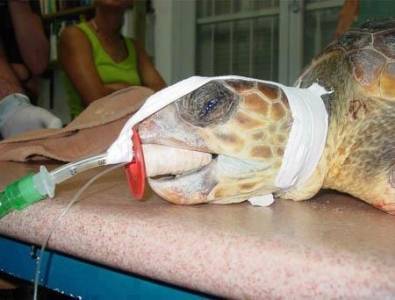 بالصورة...وفاة سلحفاة الملك فاروق عن عمر يناهز الـ270 عاماً.