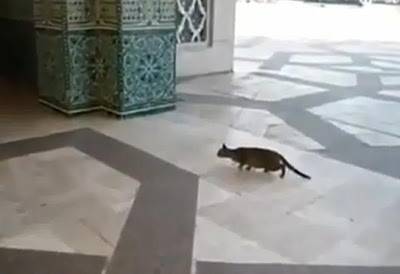 بالفيديو.. قط يصطاد حمامة بسرعة فائقة