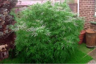 زرع الماريغوانا في منزله ليدفع تكاليف علاج ابنه