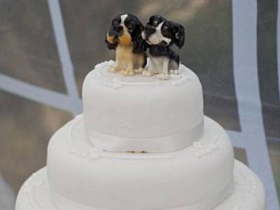 بالصور..حفل زفاف كلبين