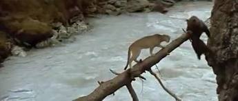 شاهد بالفيديو : المقطع الذي اجتذب أكثر من 33 مليون مشاهدة