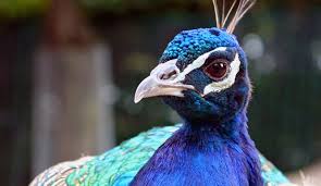 ستيني أمريكي يستغل طاووس  جنسياً 