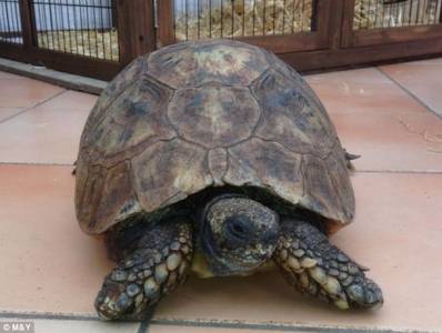 عاصرت خمسة ملوك وعمرها 130 عاما ..   نجت من الحربين العالميتين وقتلها فأر !!