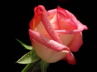 مبروك للقاضي حاتم ابو عزام وزوجته قدوم المولود ابراهيم