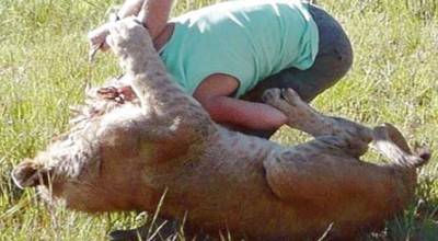 بالفيديو ... مشهد صعب..اسد يأكل اب امام اطفالة وعائلتة