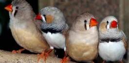 بسبب حبه الزائد للطيور ..طلق زوجته