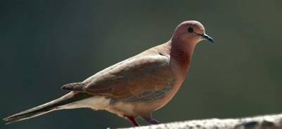 افتتاح موسم صيد الحمام الأزرق والرقطي بالأغوار