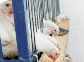 الأردنيون دخنوا بـ 12 مليون دينار واستهلكوا 3.5 مليون دجاجة