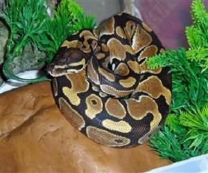 شاب لدغته أفعى فماتت أمه خوفاً عليه