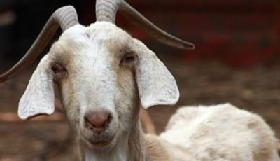 شاب عشريني يغتصب .. معزاة