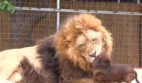 بالفيديو والصور: فيديو: أسد وكلب يتبادلان قبلة  خاصه على الطريقه الفرنسية