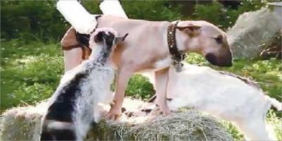 بالفيديو: كلبة تُرضع عنزتين بـ «ثديين» اصطناعيين