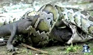 بالفيديو : انتقاما لقتل ابنائه ثعبان كبير يلتهم تمساح