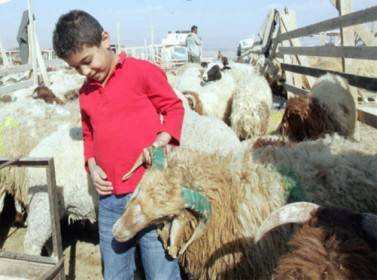 الأمانة تحدد الشروط الخاصة بحظائر الأضاحي