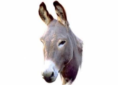 إعدام حمار عض أسرة من خمسة أفراد