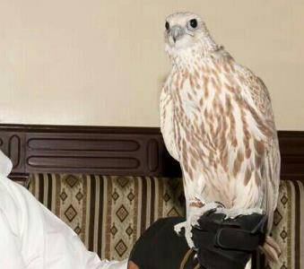 بالفيديو ....قطري يشتري صقراً بـ 2,8 مليون ريال من مزاد بالكويت